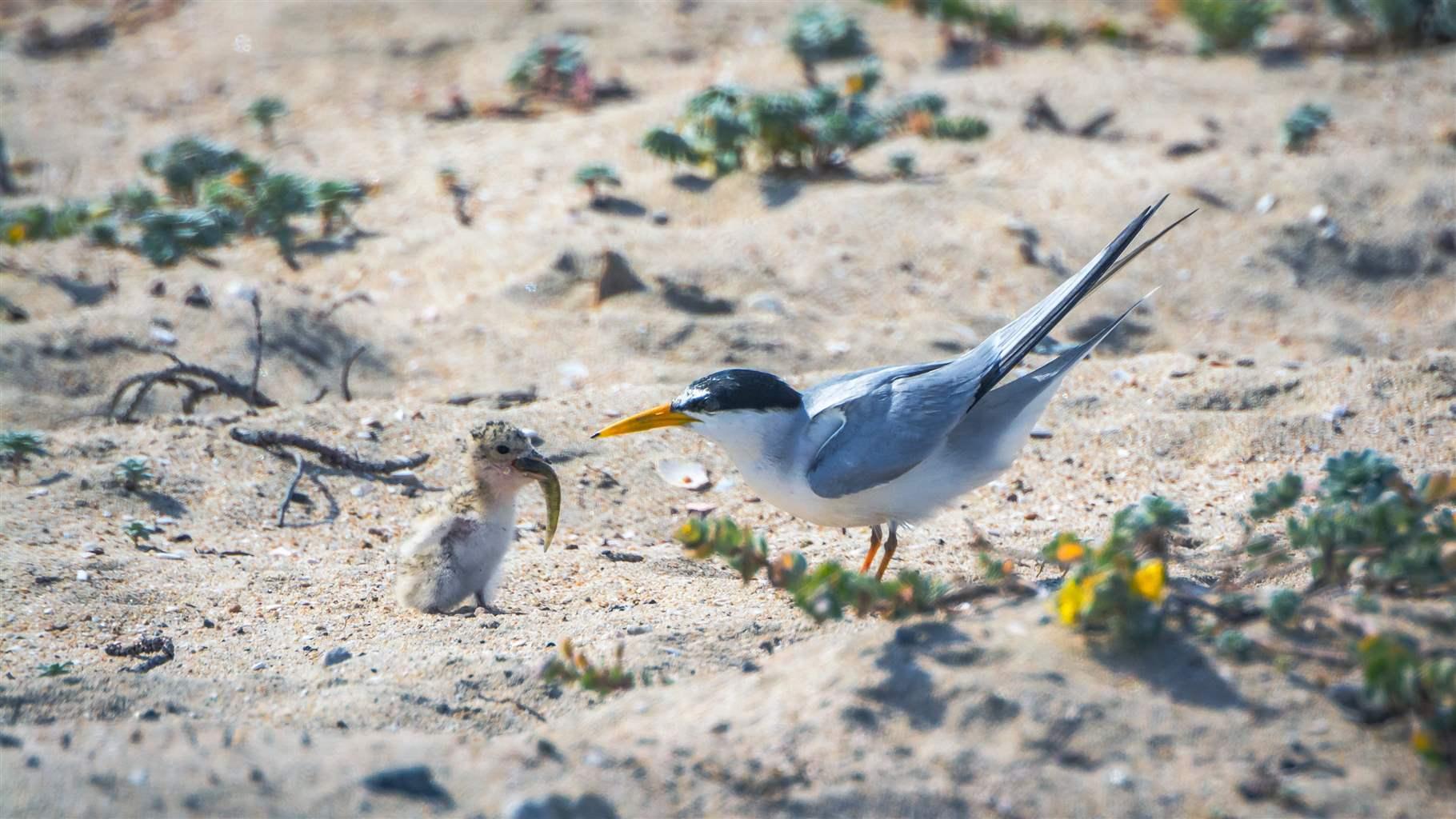 least tern