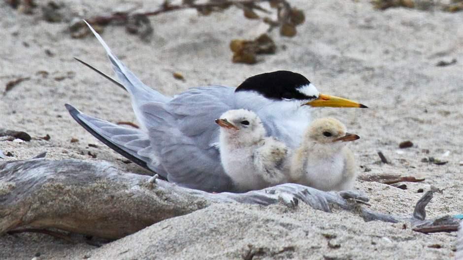 least tern nest