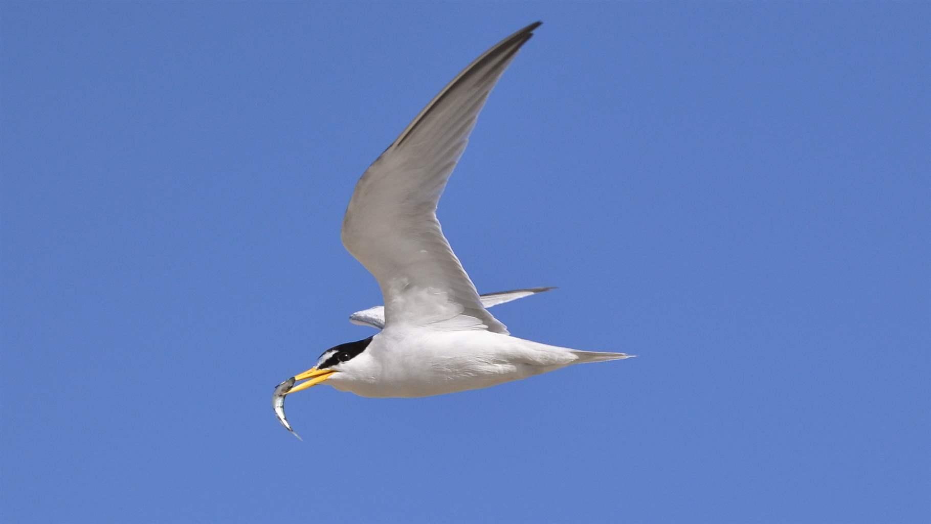 least tern flying