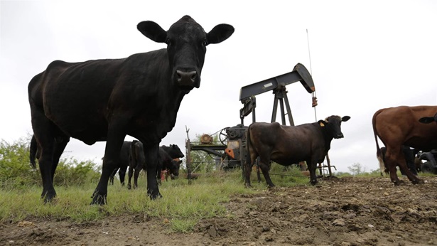 Cows Cows