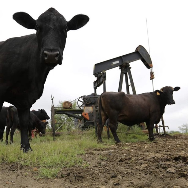 Cows Cows