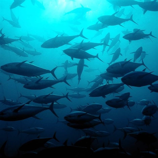 Bluefin Bluefin