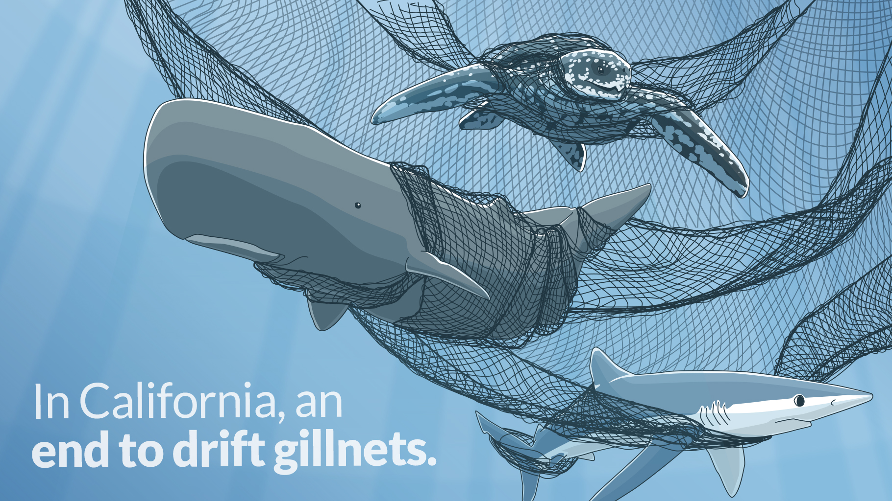 In Win for Marine Life, California to End Drift Gillnet Fishing