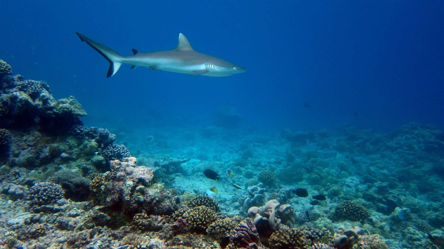 Grey reef shark