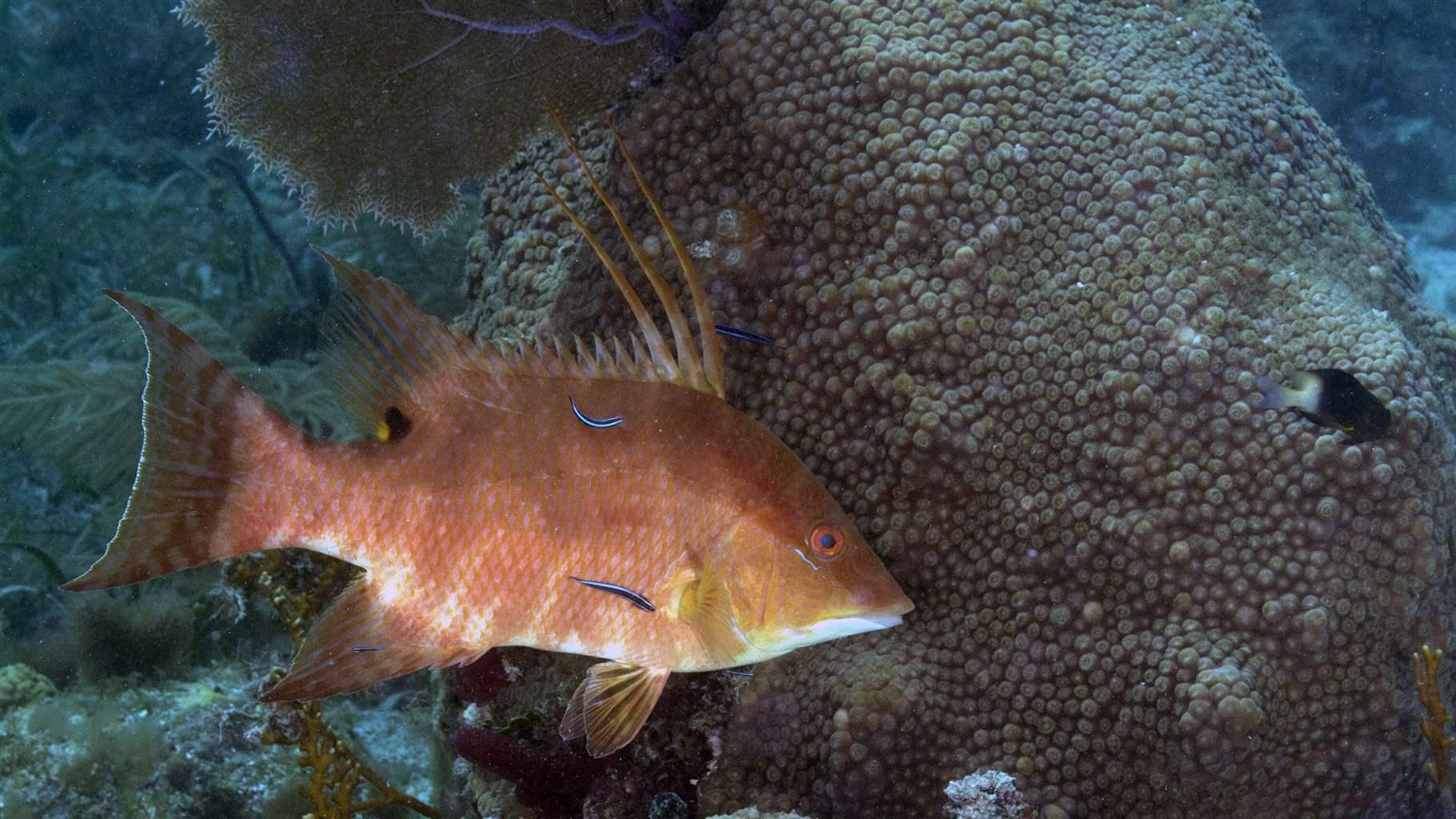 Neon gobies