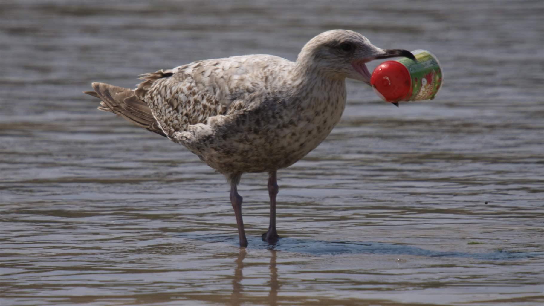 Ocean Plastics