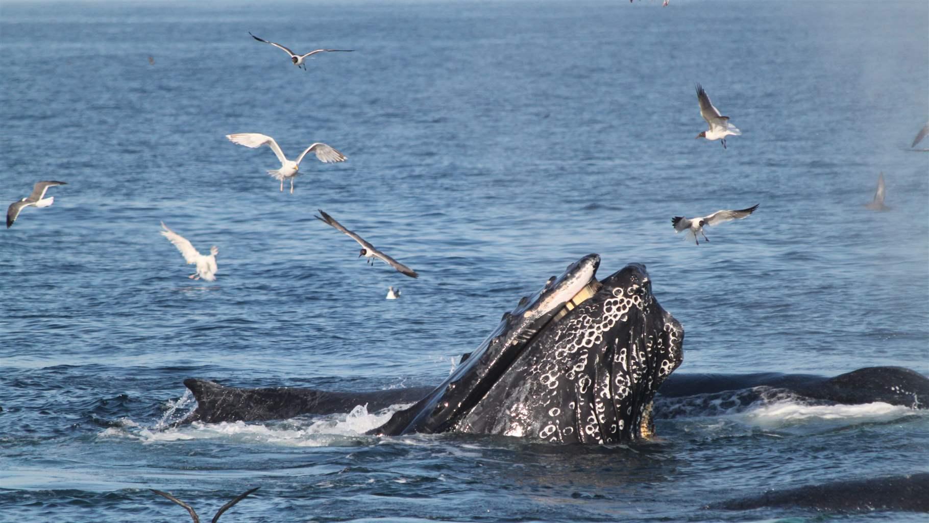 Humpback whale