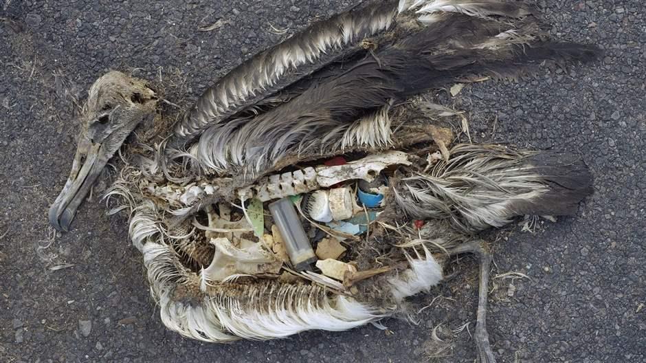 Plastic Pollution Affects Sea Life Throughout the Ocean | The Pew Charitable Trusts Plastic Pollution Affects Sea Life Throughout the Ocean | The Pew Charitable Trusts