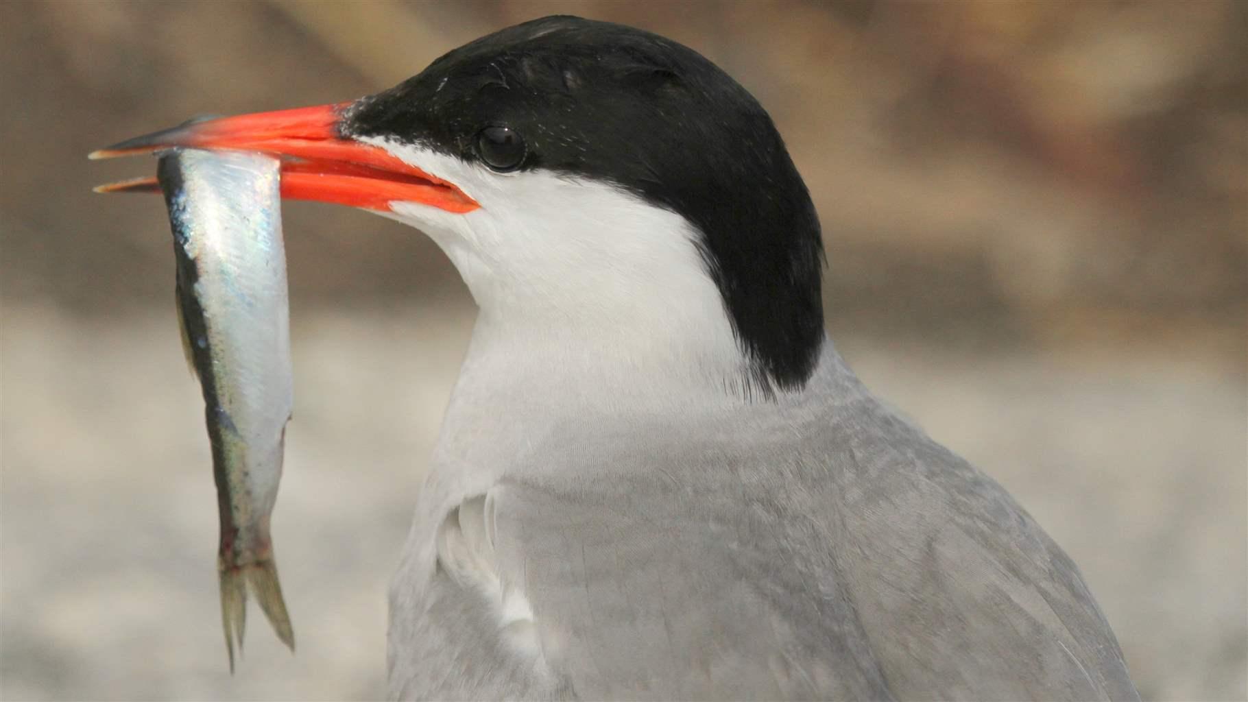 Puffin Stuff: Herring Rules Could Benefit Maine's Most Beloved