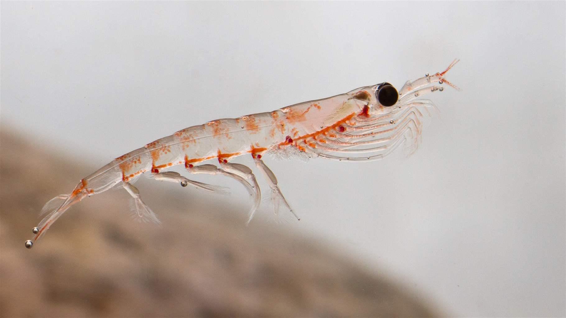 Krill