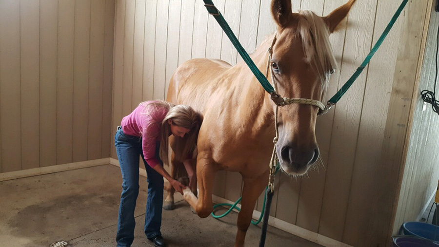 They Massage Horses Dont They | The Pew Charitable Trusts
