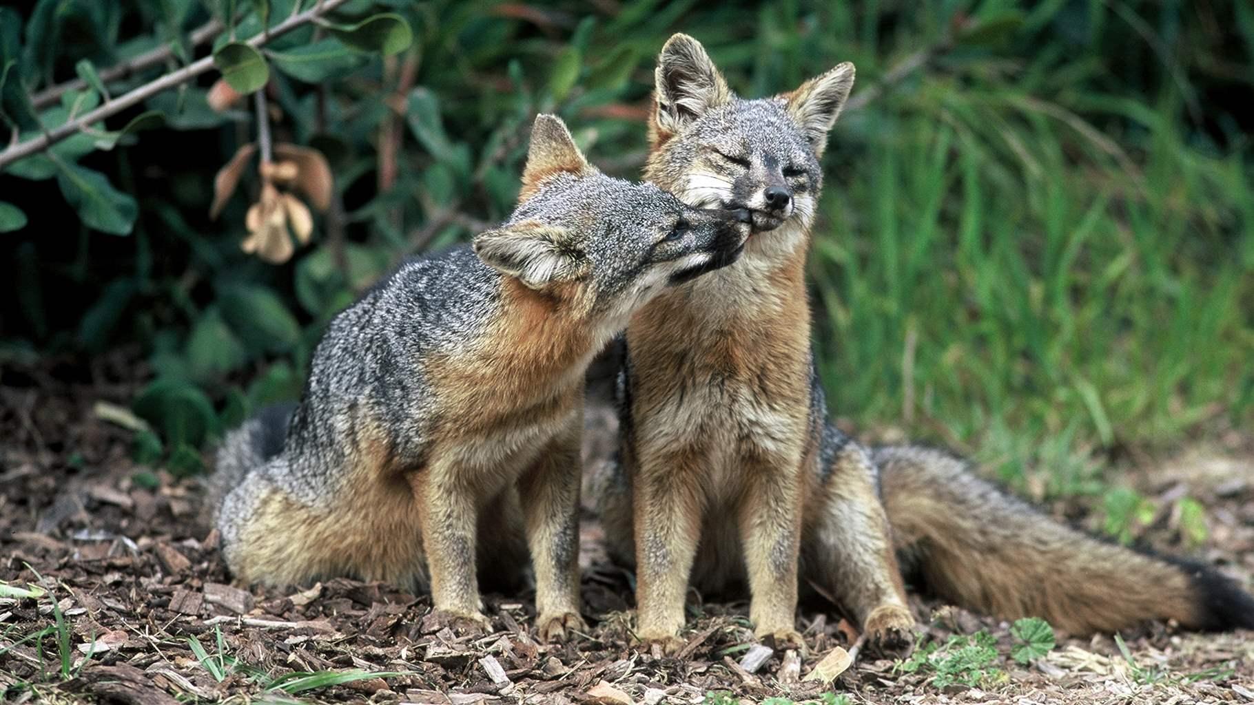 Would a Shift to State Power Endanger Species? | The Pew Charitable Trusts Would a Shift to State Power Endanger Species? | The Pew Charitable Trusts