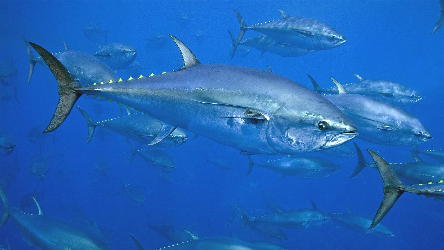 giant bluefin tuna