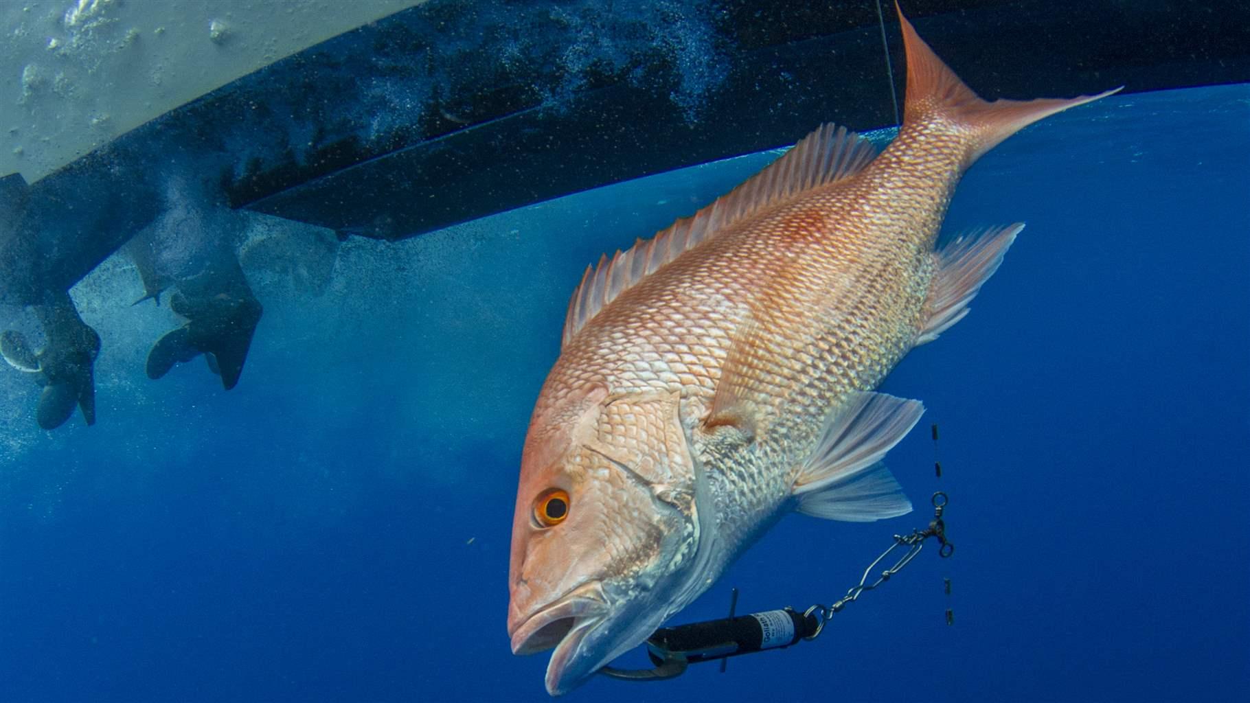 Fish Get the Bends Too—and Millions Are Dying From It