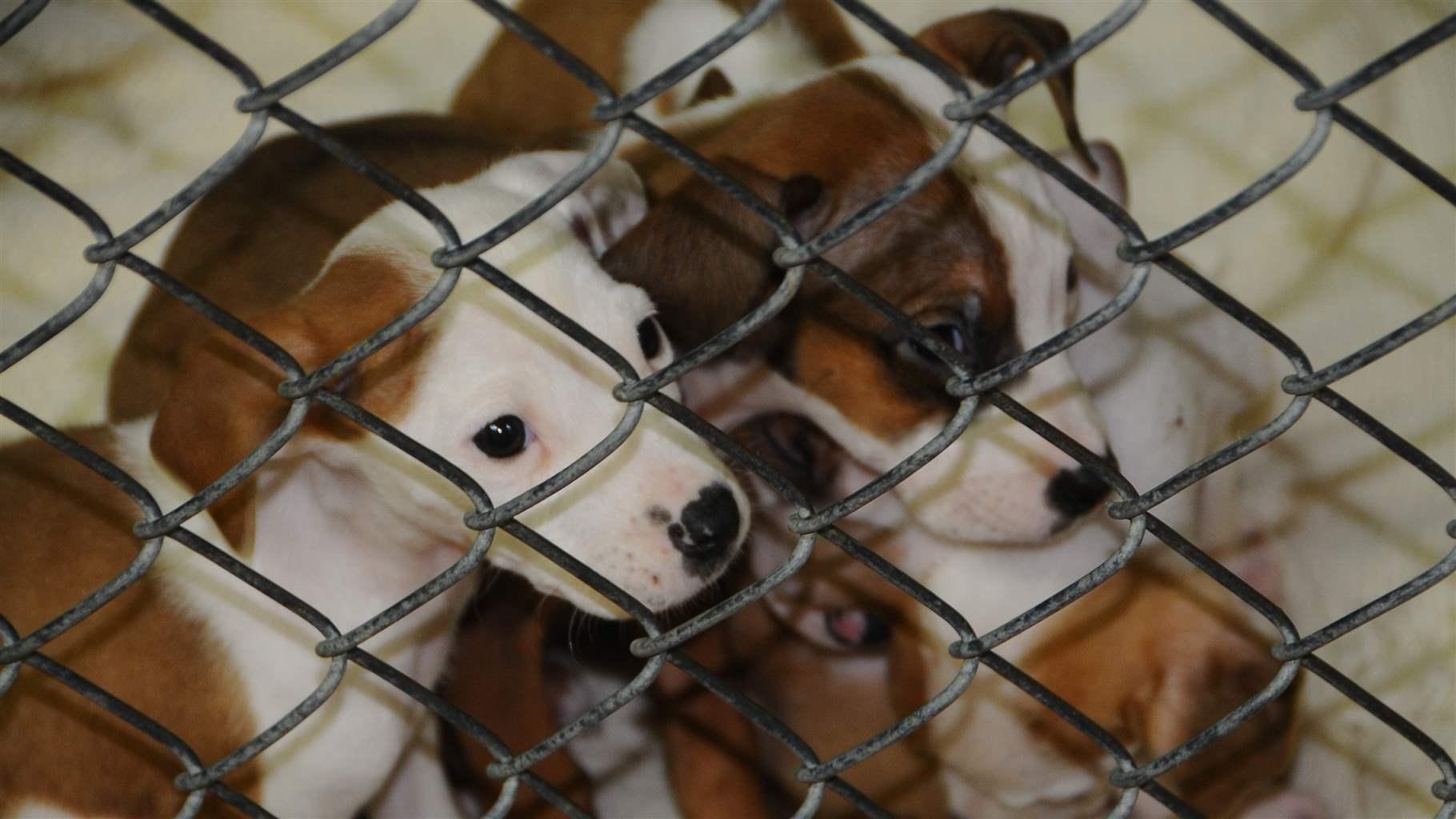 washington humane society puppies