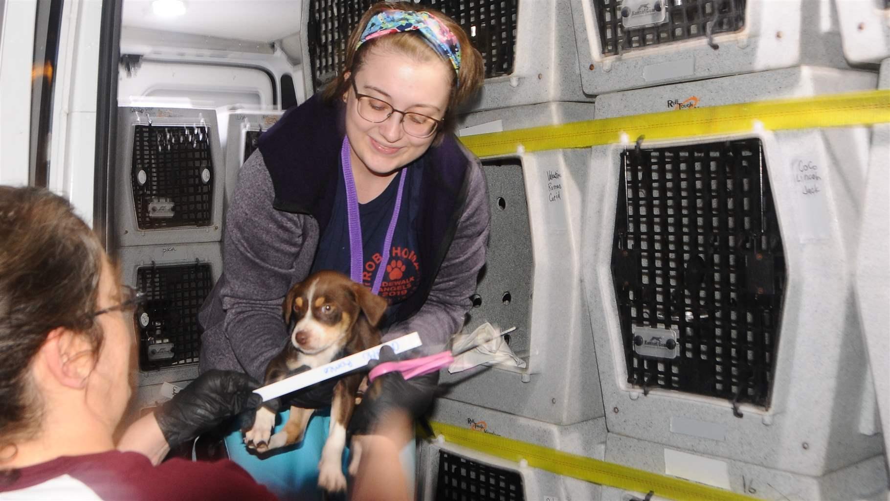 Rescue Network Sends Southern Puppies North The Pew Charitable Trusts