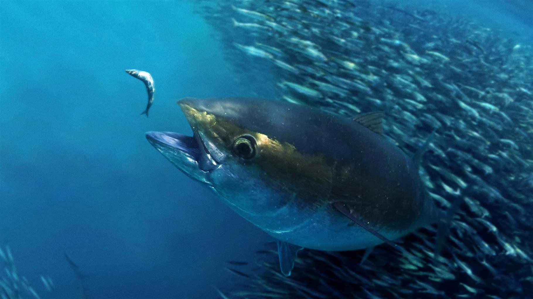 Atlantic bigeye tuna