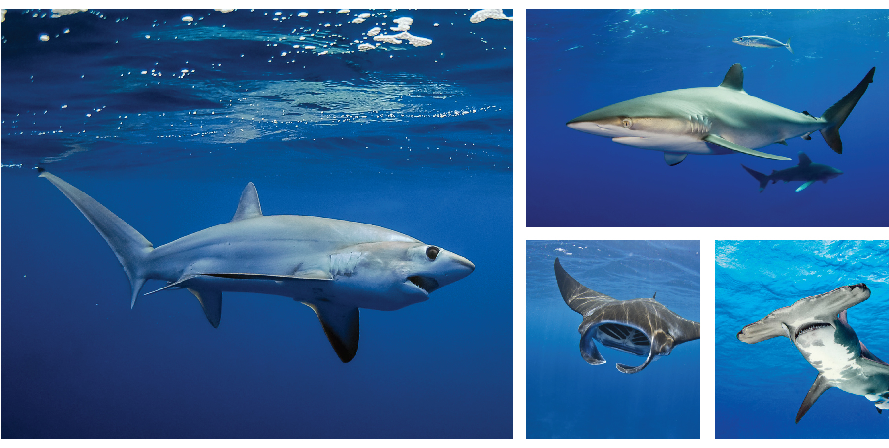 1. Thresher shark/Jason Arnold 2. Silky shark/Jim Abernethy 3. Manta ray/Getty Images 4. Hammerhead shark/Getty Images