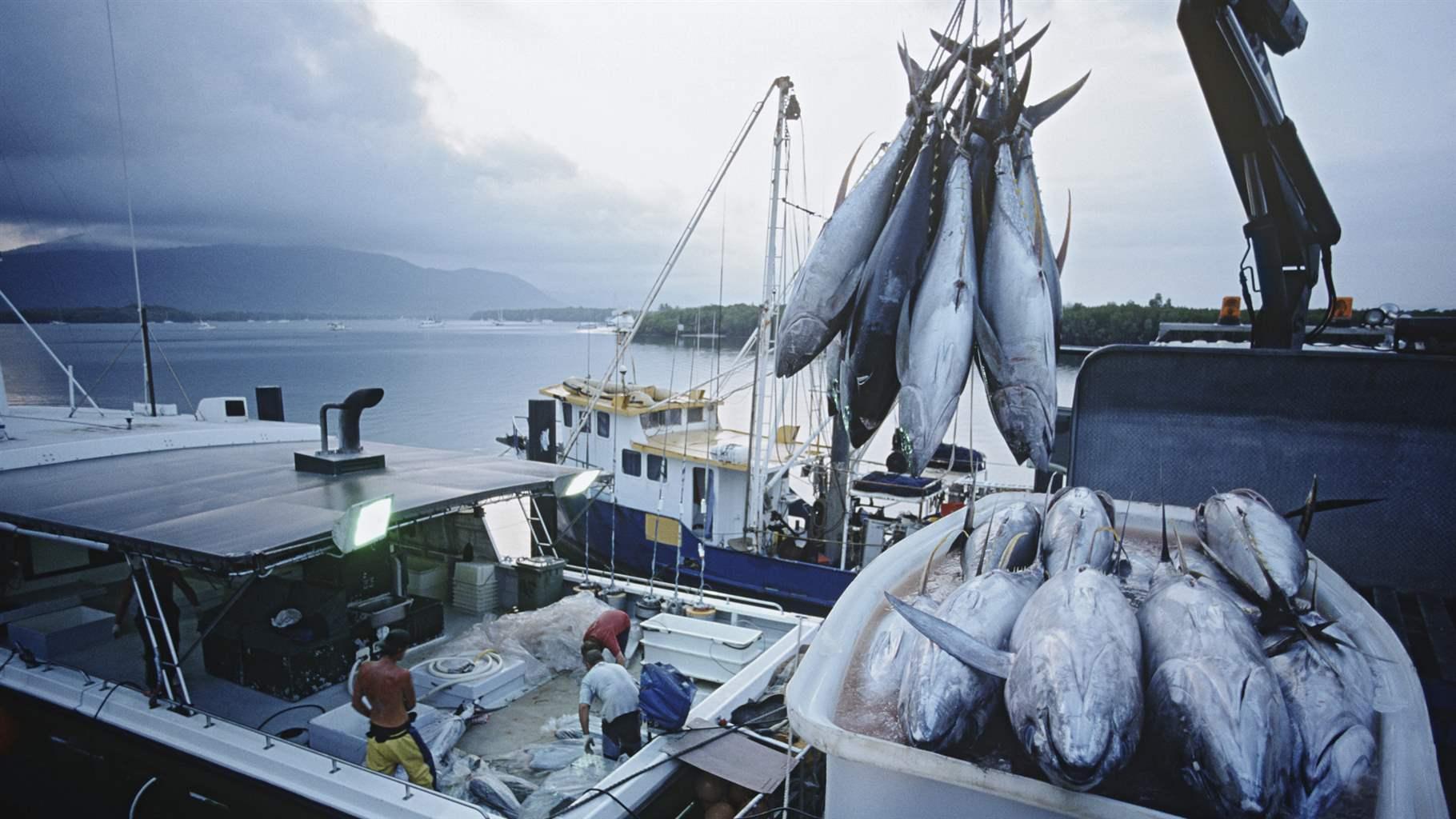 Electronic Monitoring on Fishing Vessels Improves SelfReporting The