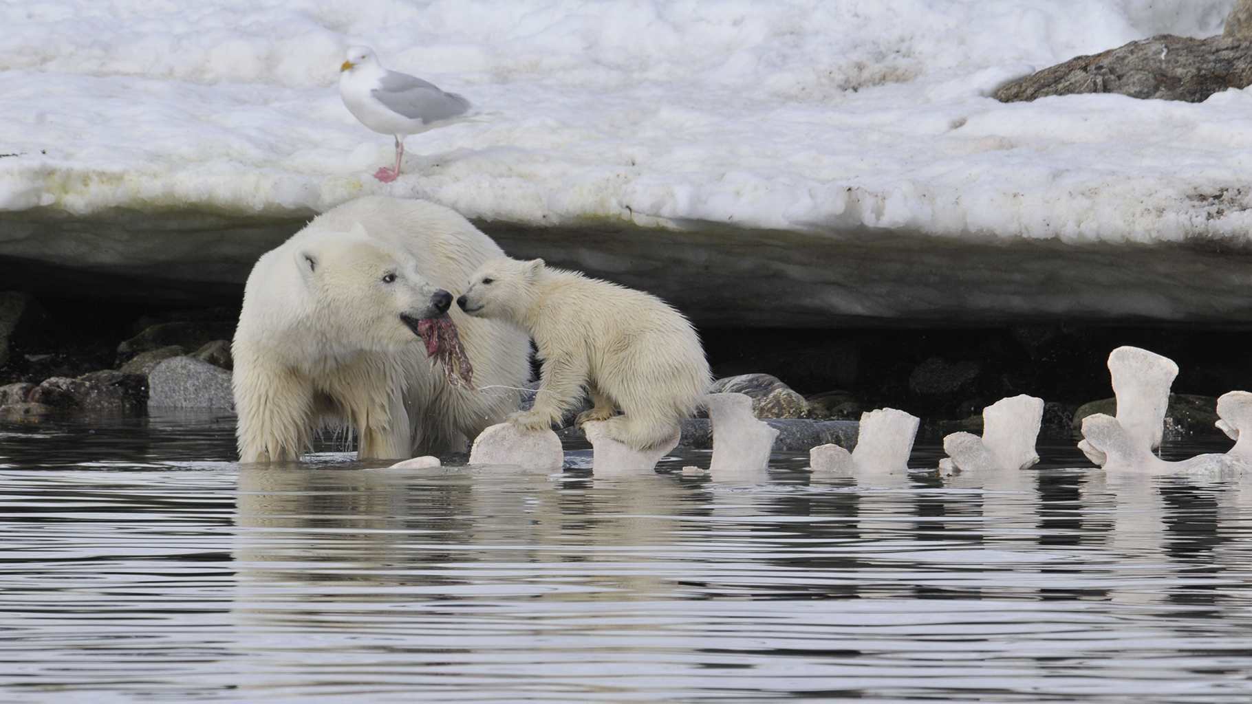 Polar Bears. 