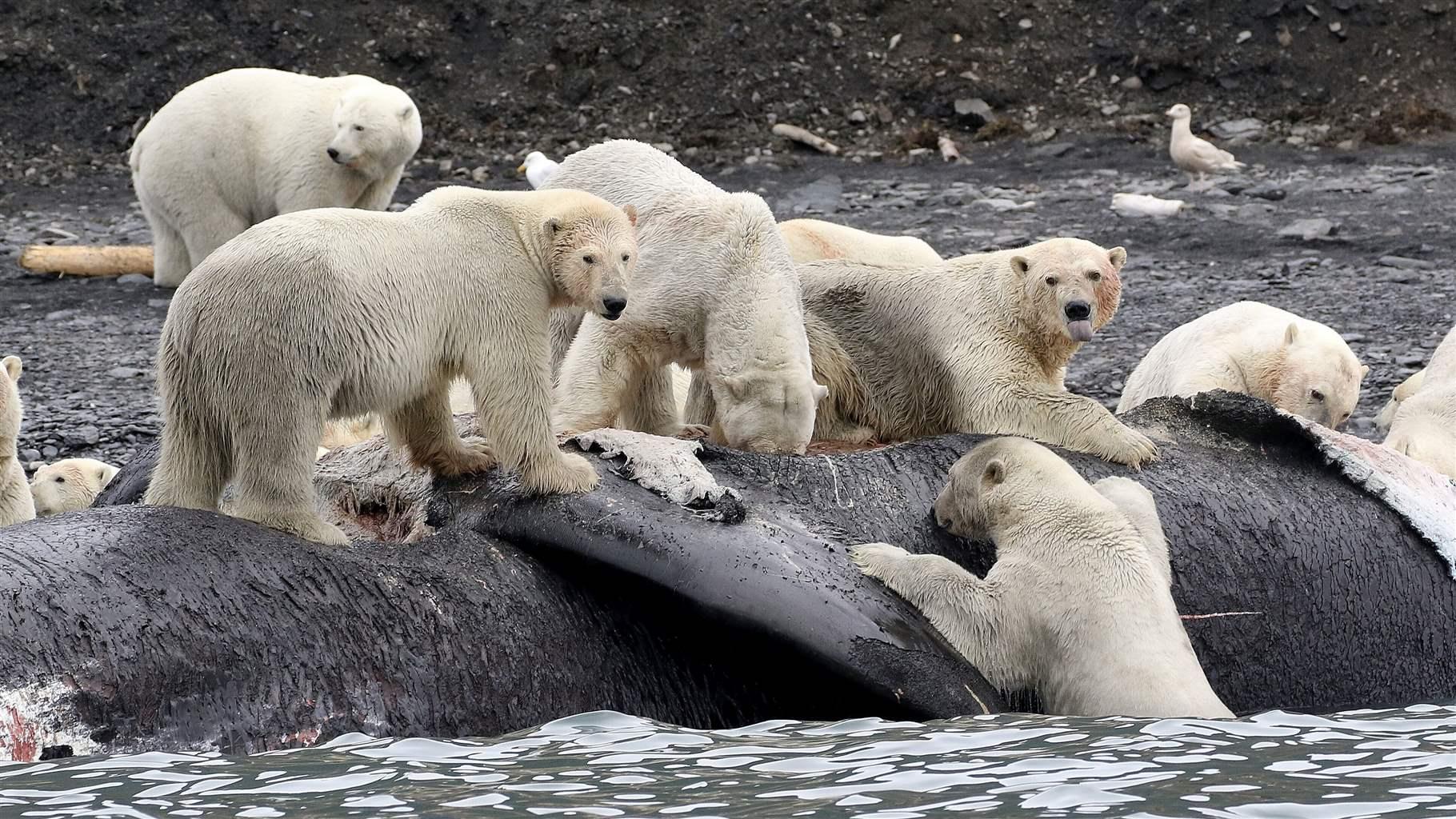 Surprising Polar Bear Facts About the King of the Arctic