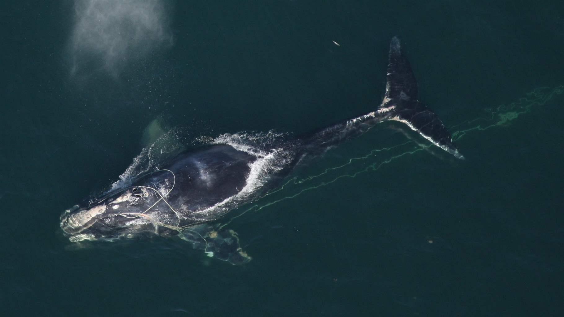 Right Whale