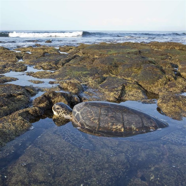 Turtle on the coast