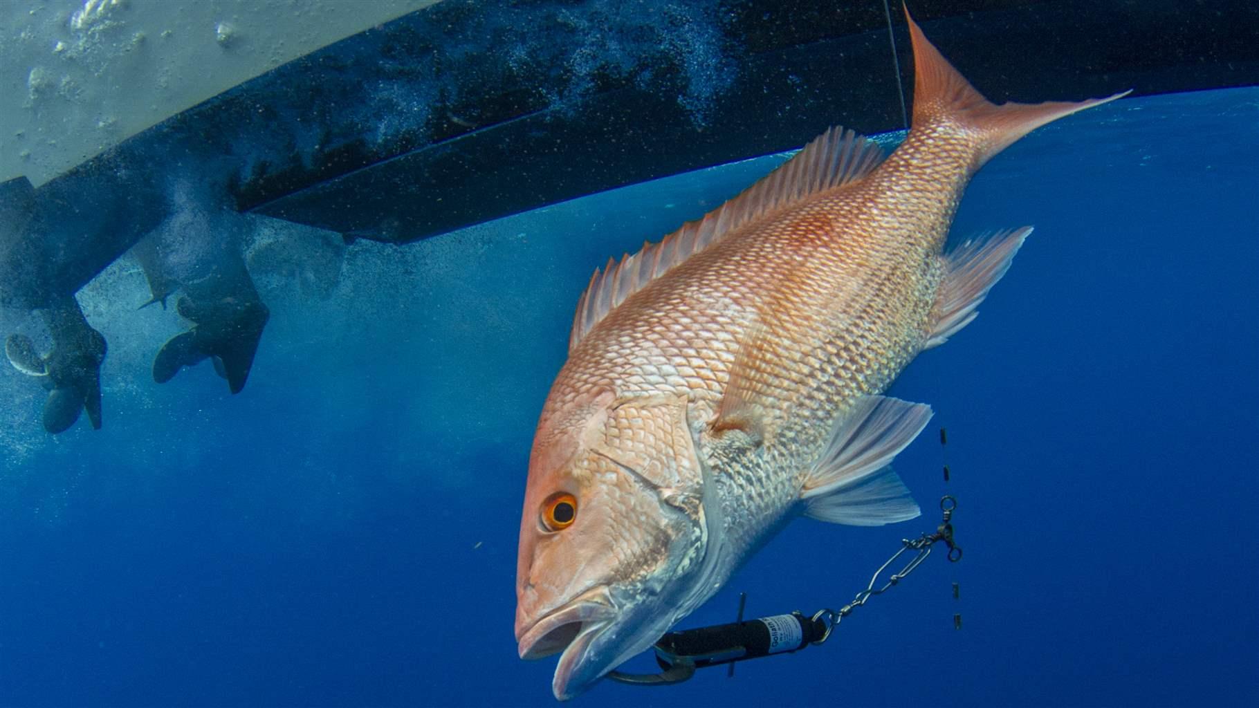 Simple Tool Could Reduce Deaths of Deep-Dwelling Fish After
