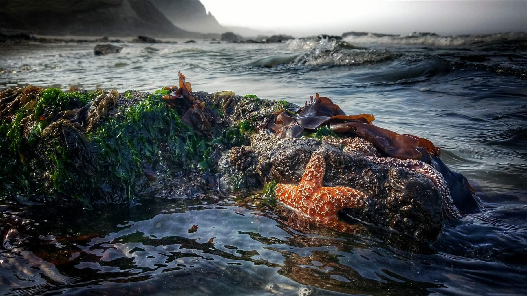 Sea stars