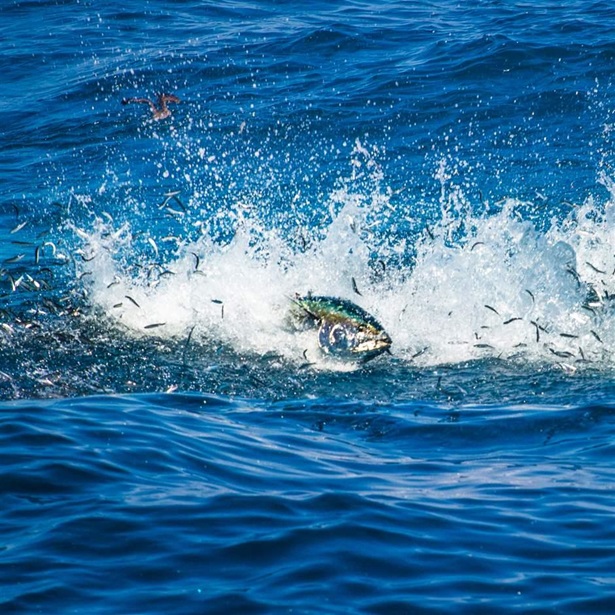 Pacific Bluefin