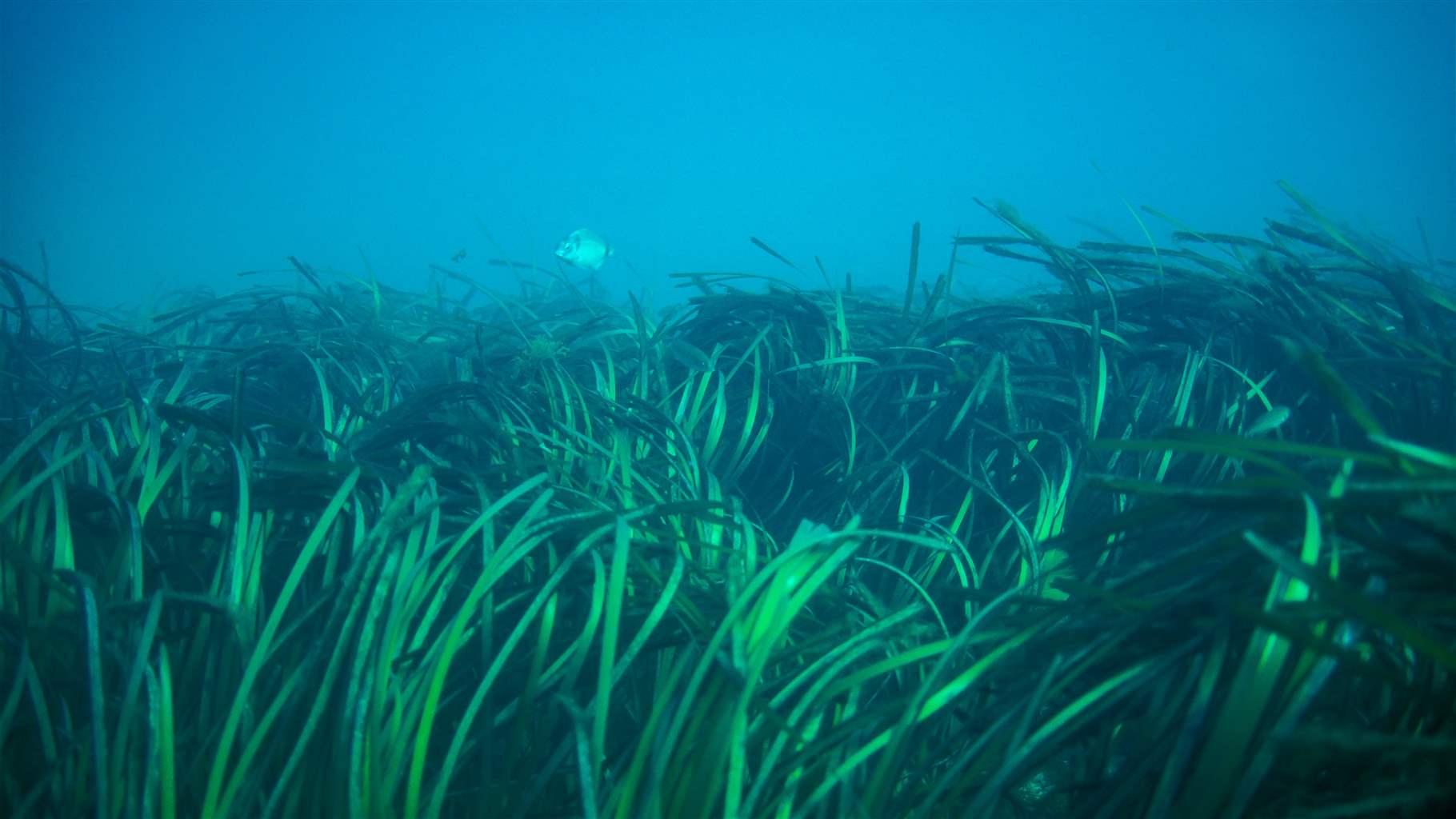 Restoring Vital Seagrass Beds May Hinge on Transplant Methods, Timing