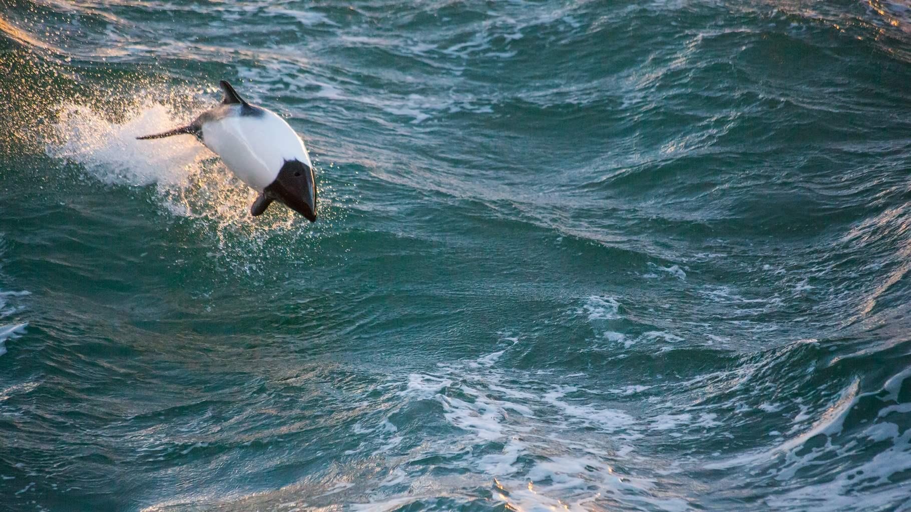 Commerson's Dolphin