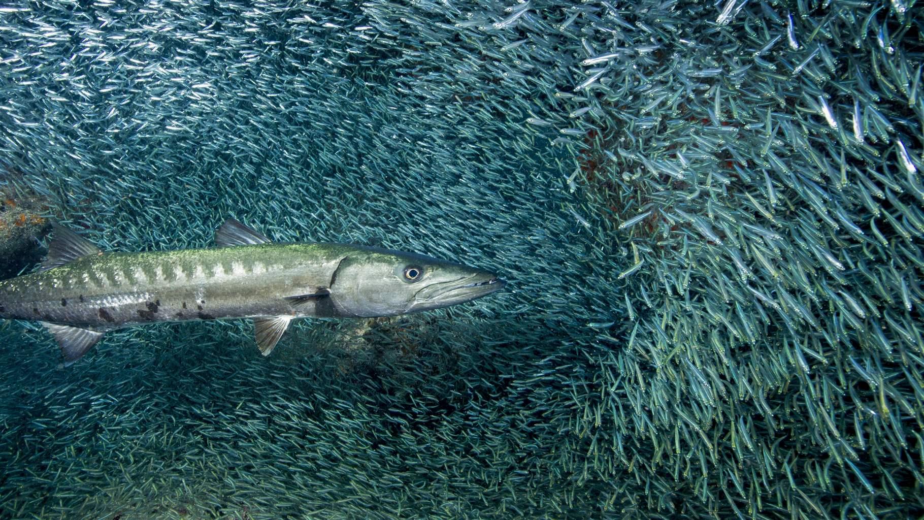 Forage Fish That Fuel the Ocean Food Web Need More Than Patchwork