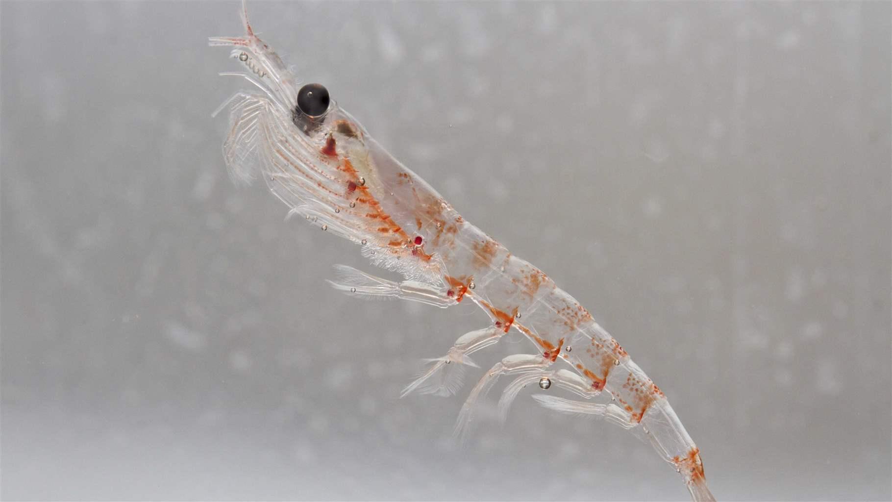 Krill