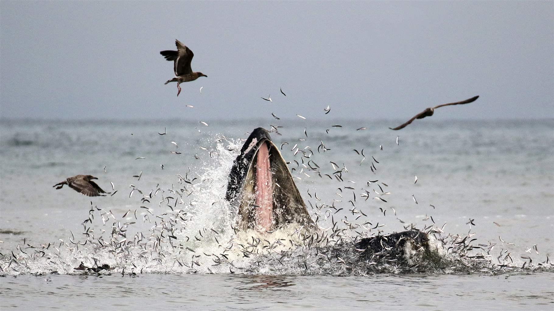 Whale lunge feeding
