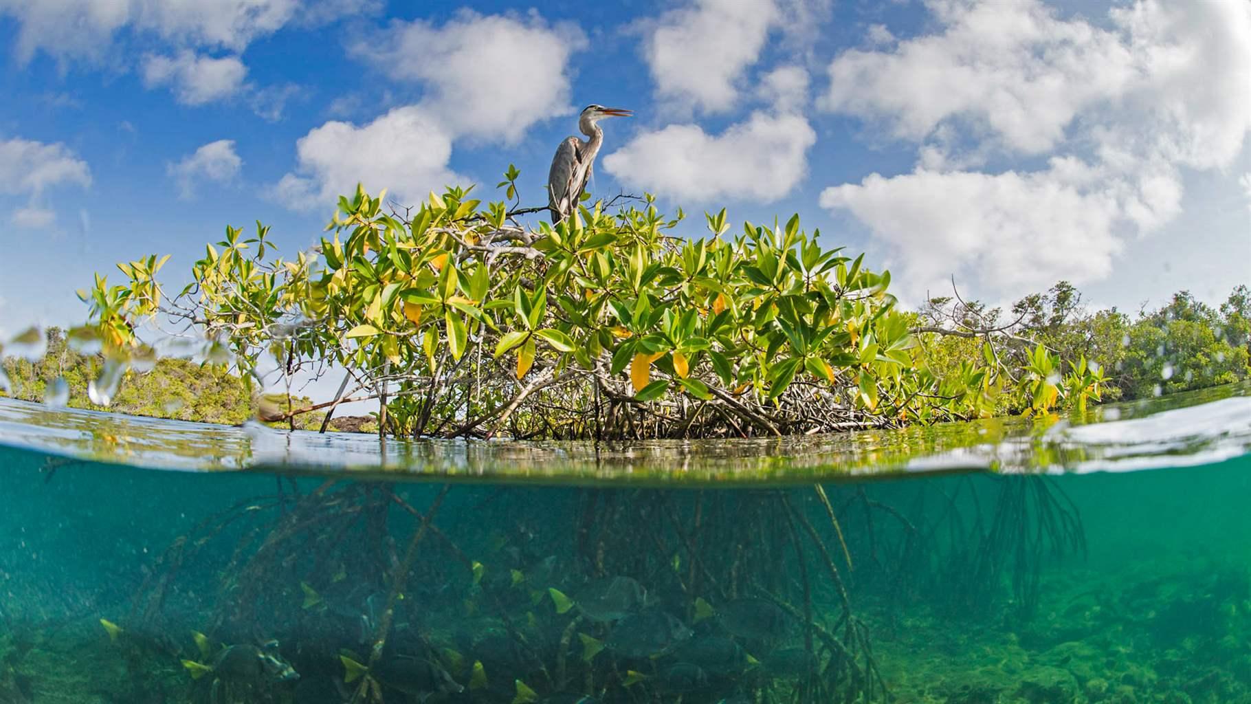 Mangrove Swamps Fish