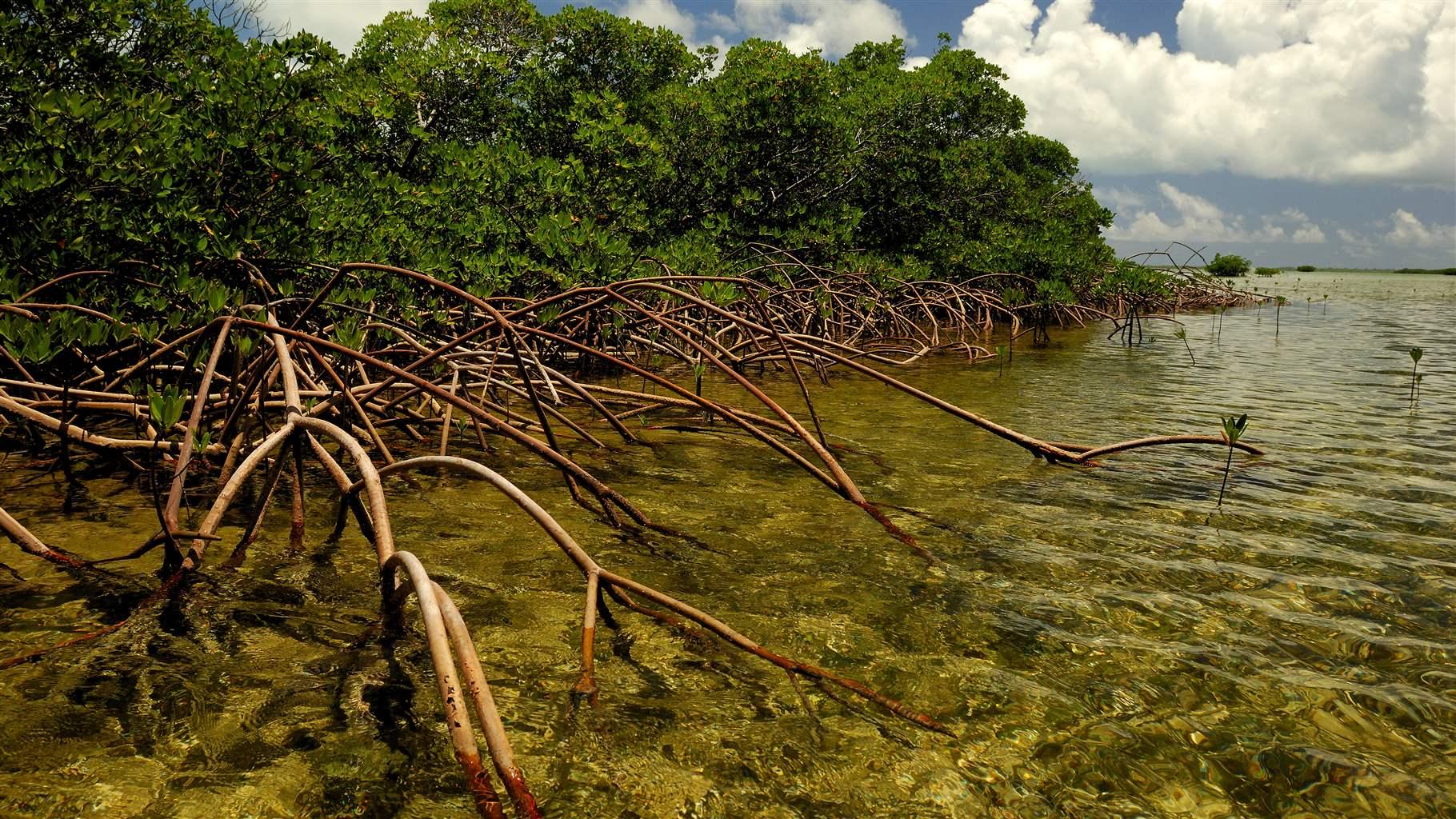 Mangrove