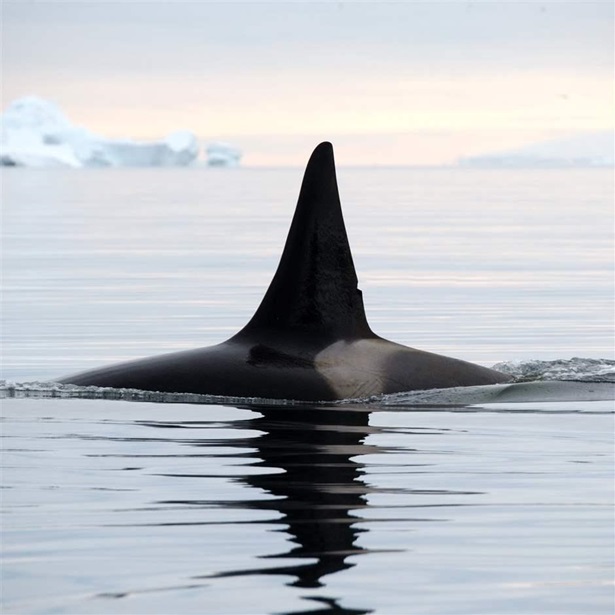 Killer Whale Killer Whale