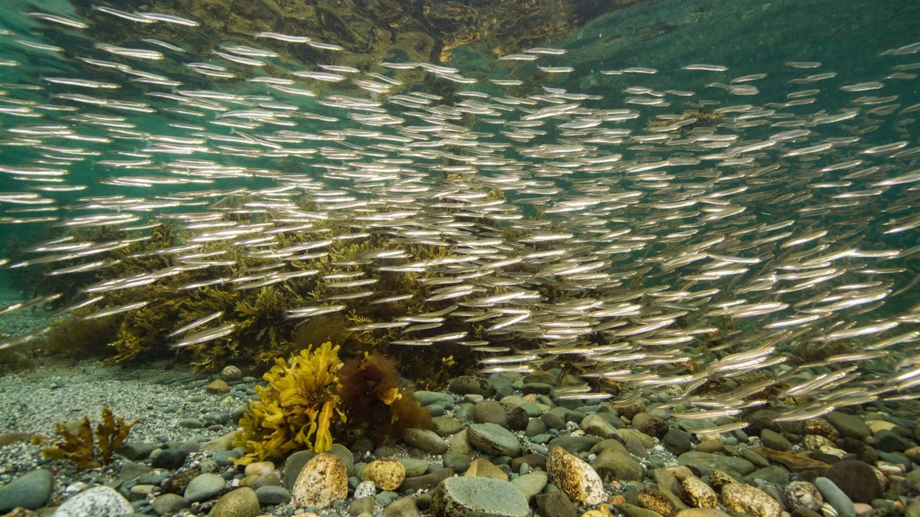 Canada's New Fisheries Act Will Help Ecosystem and People