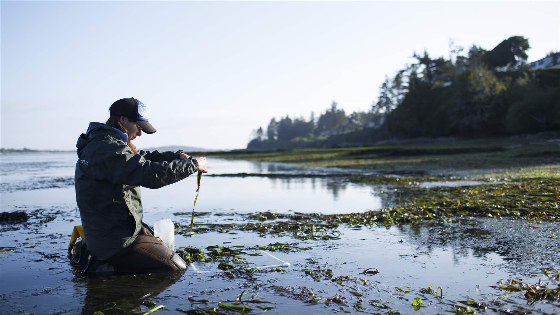 Oregon Eelgrass