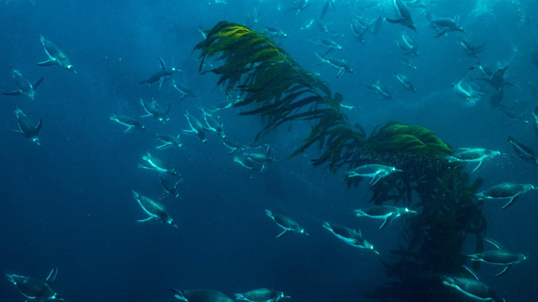 Penguins in kelp forest Penguins in kelp forest