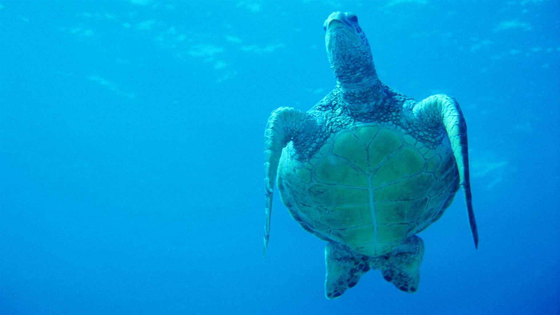 Green Sea Turtle