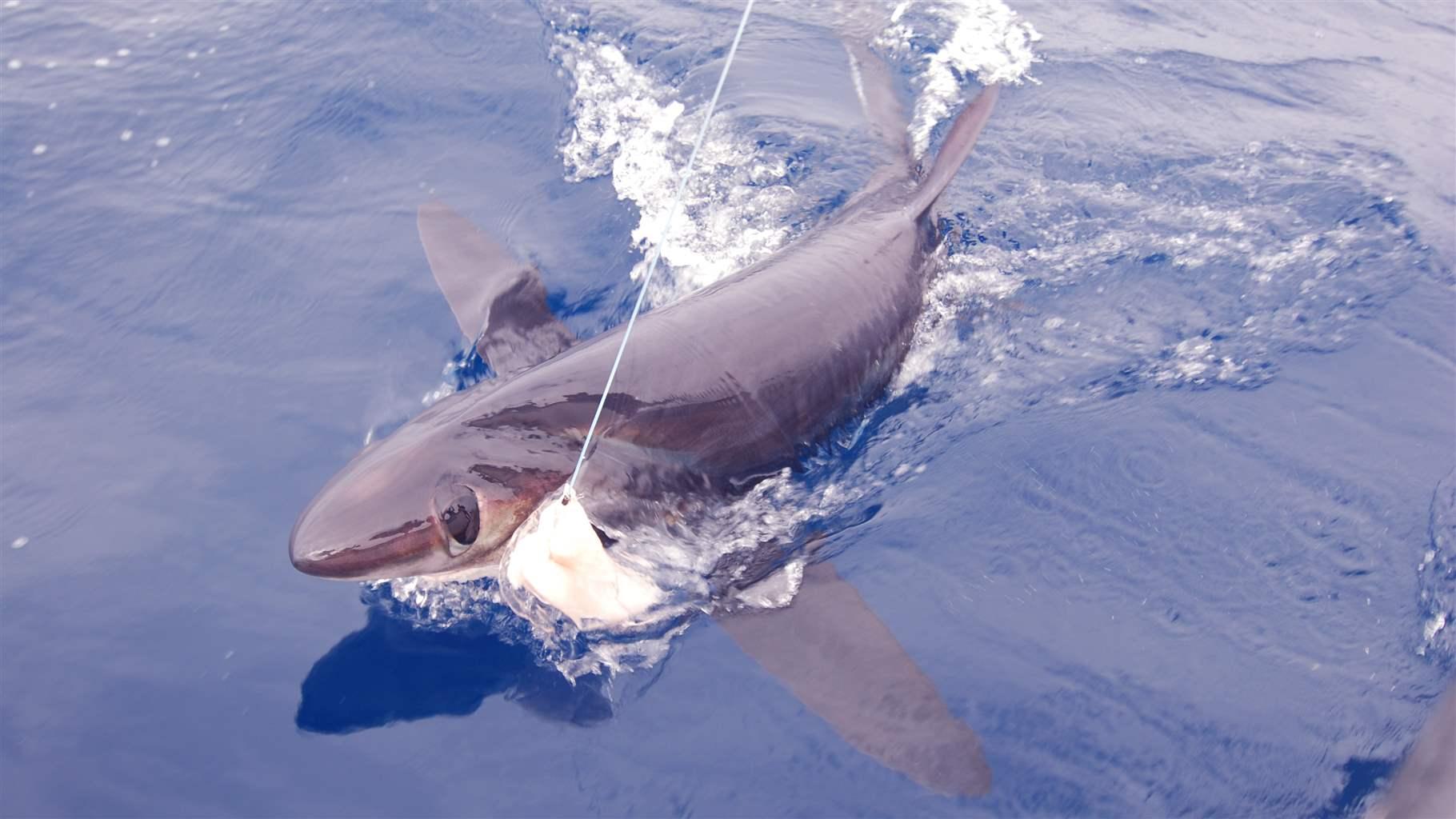 Bigeye thresher sharks