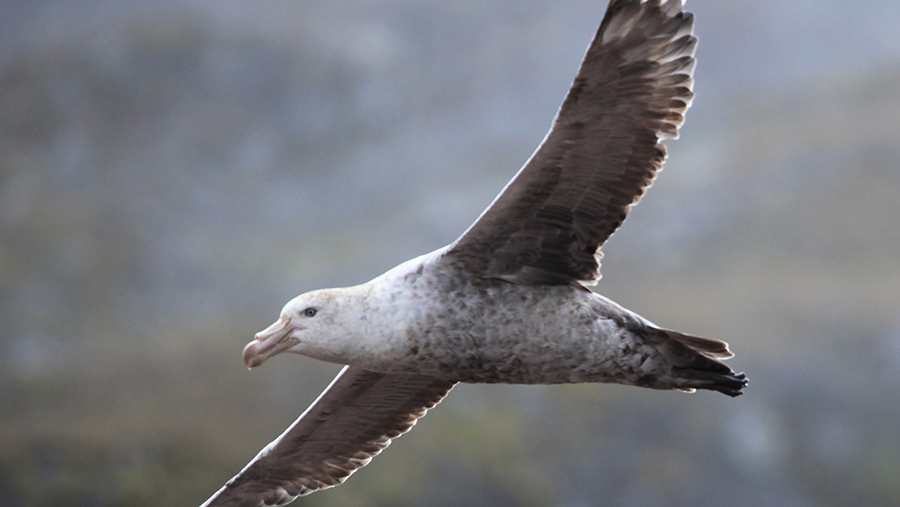 Marine protected areas in the Southern Ocean