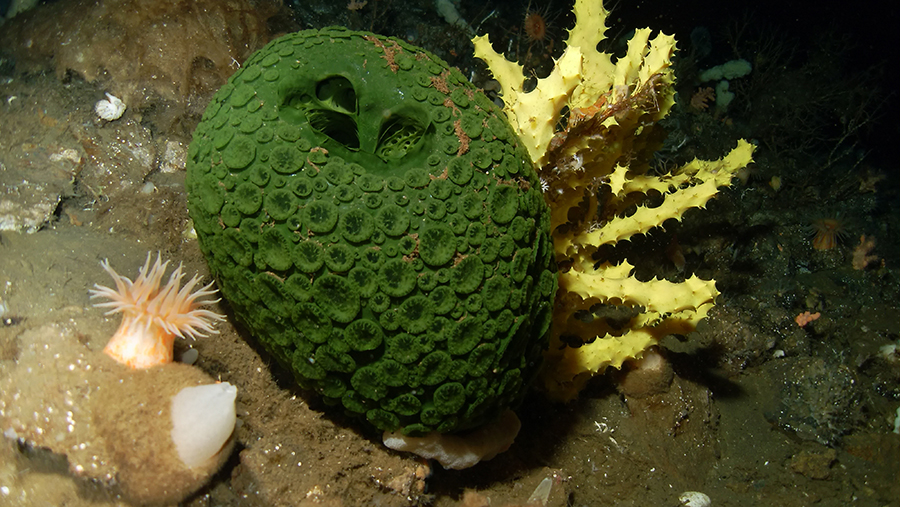 Marine protected areas in the Southern Ocean