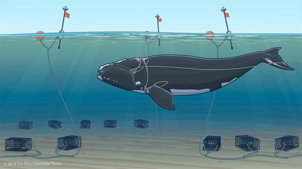 North Atlantic Right Whales, Dying from Entanglements, Cannot Afford to  Wait