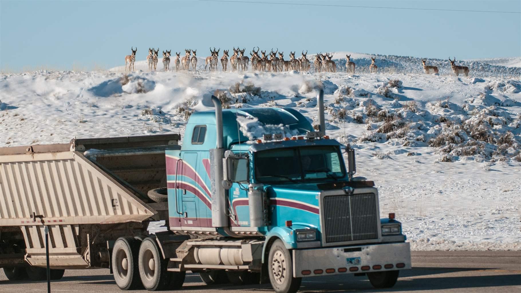 Pronghorn antelope