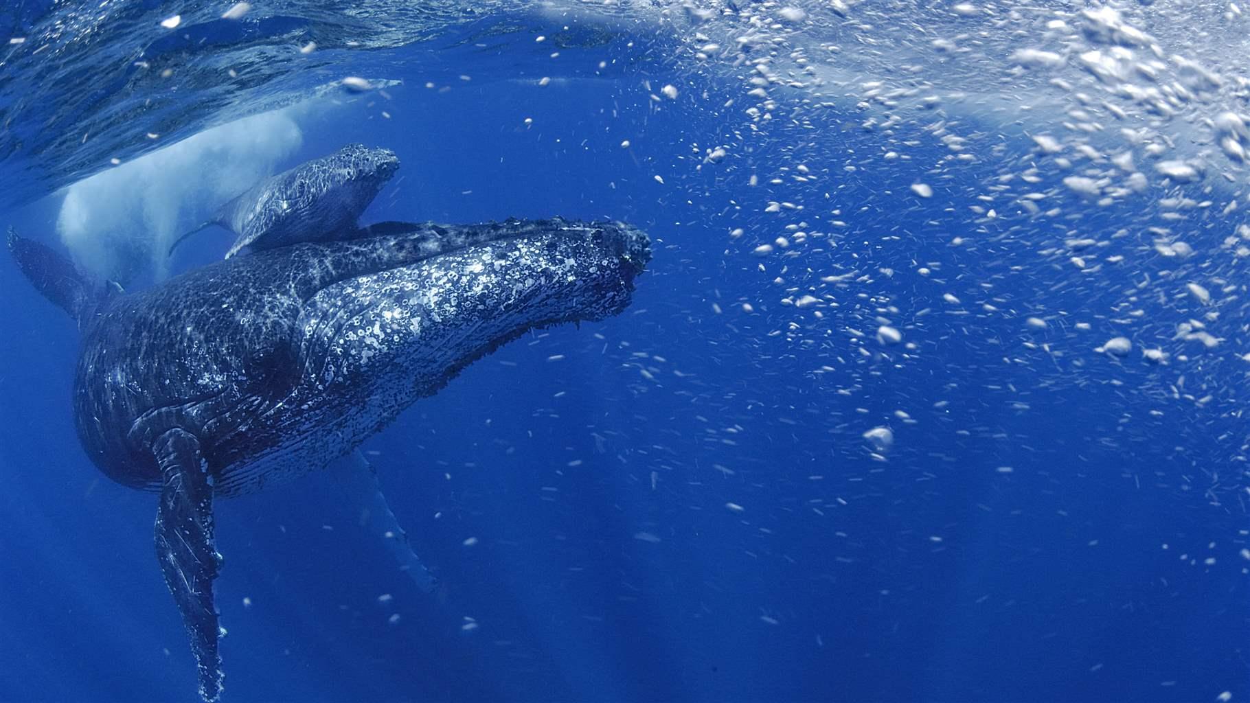 Humpback whale