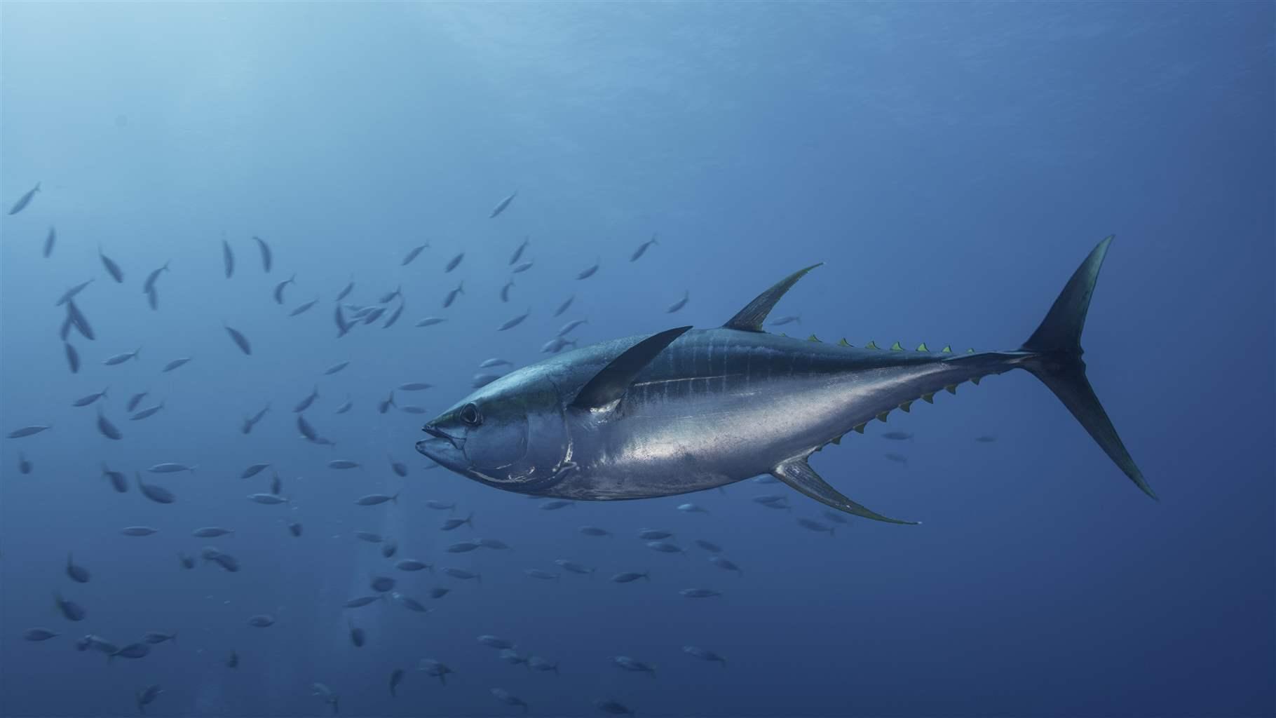 Tuna