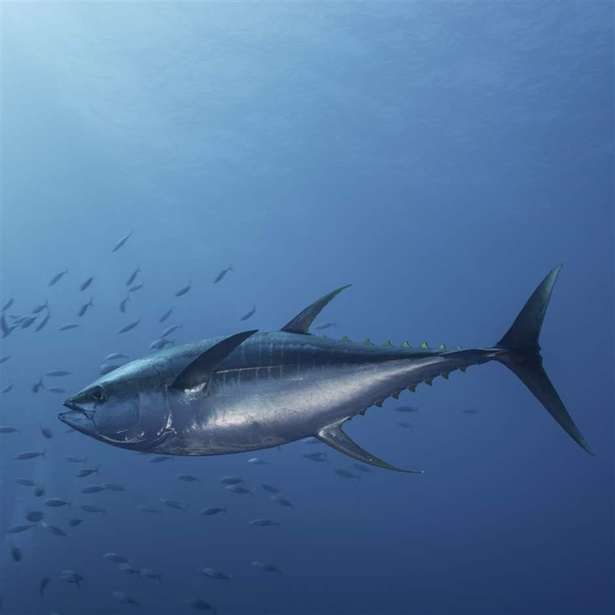 Tuna Tuna